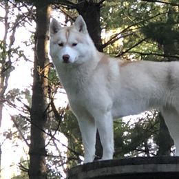 Siberian Huskies from Grove’s Siberian Huskies