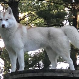 Siberian Huskies from Grove’s Siberian Huskies