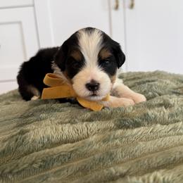 Bernedoodle, Cavapoo, Havanese, and Havapoo Puppies from Lady Paws Puppies - Cassie