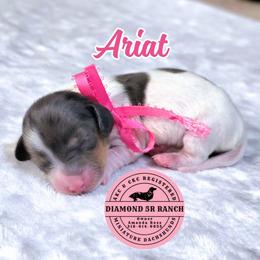 ARIAT - Dapple female Dachshund puppy in Columbia, Louisiana from Diamond 5R Ranch AKC & CKC Miniature Dachshunds