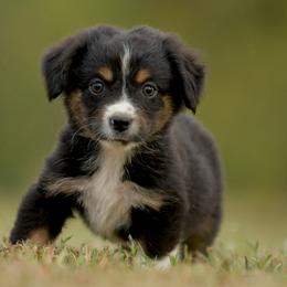 Frank - Black tri male Miniature Australian Shepherd puppy in Hartman, Arkansas from Southern Edition Aussies