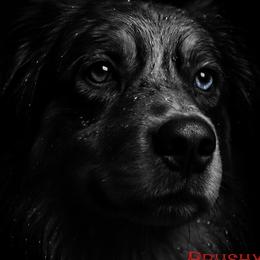 BUG - Australian Shepherd