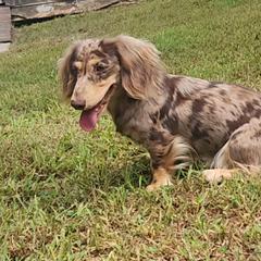 Ava - Dachshund