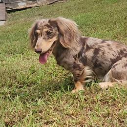 Ava - Dachshund