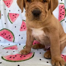 Labrador Retriever Puppies from Triple Threat Labradors