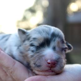 Kuromi - Blue merle female Australian Shepherd puppy in Star City, Arkansas from Circle P Farm Australian Shepherds