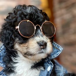 Michael - Bernedoodle puppy in Washougal, Washington from Sandy Creek Bernedoodles