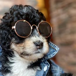 Michael - Bernedoodle puppy in Washougal, Washington from Sandy Creek Bernedoodles