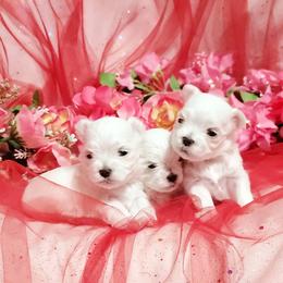 Girl 3 - White female Maltese puppy in Fresno, California from Soua's Pups