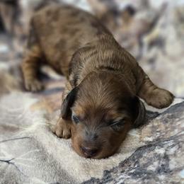 Dachshund puppies from Granny's babies