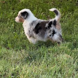 Rocket Pop - Blue merle male Miniature Australian Shepherd puppy in Oak Harbor, Washington from Happy-Go-Lucky Homestead