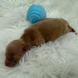 Doug - Cream male Dachshund puppy in Waseca, Minnesota from Dragonfly Doxies