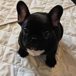 RAZYN - Brindle female French Bulldog puppy in Worley, Idaho from Templinhaus Rottweilers & DreamHaus French Bulldogs