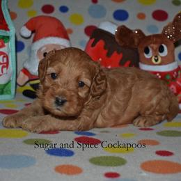 Clifford - Red male Cockapoo puppy in Hopkins, South Carolina from Sugar and Spice Cockapoos