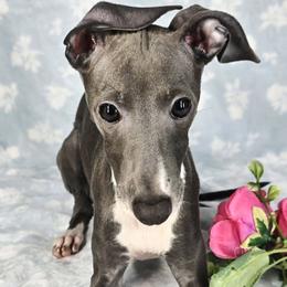 Must Have - White and blue male Italian Greyhound puppy in Cadwell, Georgia from All The DoDa Day Italian Greyhounds