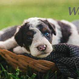 Walker - Black and white male Bernedoodle puppy in Stuart, Oklahoma from G Ridge Kennels