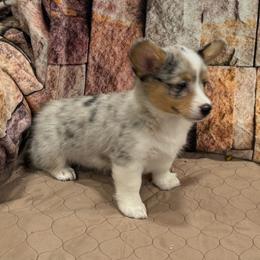 Girl 1 - Blue merle and white female American Corgi puppy in Visalia, California from VIP Stables