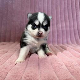 Zoey - Black and white female Pomsky puppy in Aberdeen, Idaho from Willow Creek Cresteds