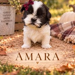 Amara - Black and white female Shih Tzu puppy in Montgomery, Texas from Furbourne Farm