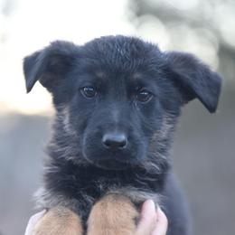 Orange Collar - Blitz - Black and red male German Shepherd puppy in Augusta, West Virginia from Cricket Hollow Canines