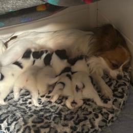Papillon puppies from Mikanon