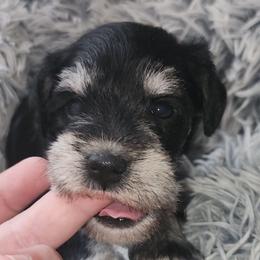 Zira - Black and silver female Miniature Schnauzer puppy in Ferndale, Washington from Blackhorse Schnauzers Washington state