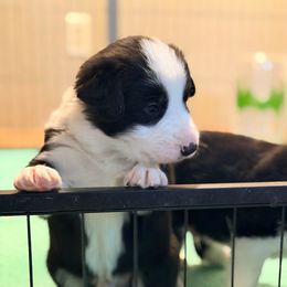 Dracula (Drack) - Black and white male Border Collie puppy in Lebanon, Oregon from Cahill’s Canines
