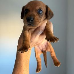 Peaches - Red female Dachshund puppy in Aubrey, Texas from Mims Mini Dachshunds