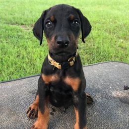 Doberman Pinschers from All Stars Doberman