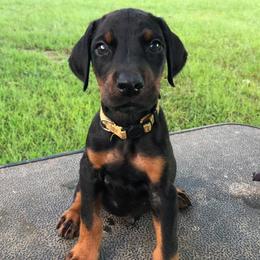 Doberman Pinschers from All Stars Doberman