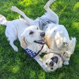 Golden Retriever Puppies from Mountain Sky Goldens   https://youtu.be/30SVQesEtig?si=CMjASv_Tza1VKSNt