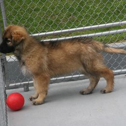 Shiloh Shepherd Puppies from Solace Shilohs