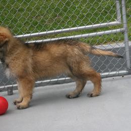 Shiloh Shepherd Puppies from Solace Shilohs