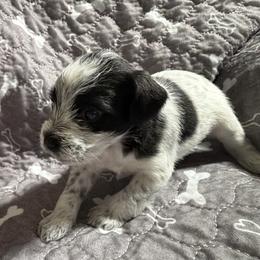 Rocky-Baby boy 1 - Parti male Miniature Schnauzer puppy in Sacramento, California from Valdez Mini Schnauzers