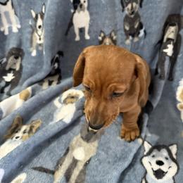 Red dapple - Dapple male Dachshund puppy in Rome, Georgia from Jade’s Dachshunds