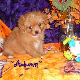 Autumn - Orange female Pomeranian puppy in Woonsocket, Rhode Island from Walnut Grove Cavaliers