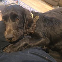 Boykin Spaniel, English Springer Spaniel, and Rat Terrier Puppies from 31 Pines Kennels