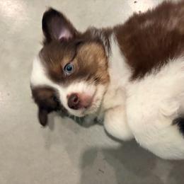 Hershey - Red tri male Miniature Australian Shepherd puppy in Weatherford, Texas from F & T Aussies