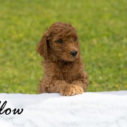 Girl 1 - Poodle puppy in Cleveland, Texas from Mayday Quality Poodles