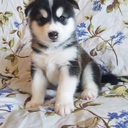 Alaskan Malamute Puppies from ArctiCircle Alaskan Malamutes