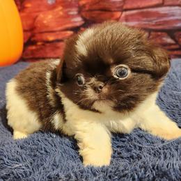 Pekingese, Poodle, and Shih Tzu Puppies from Happy puppies