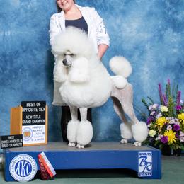 Willa - Poodle