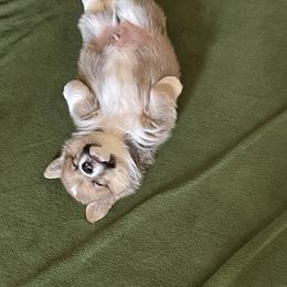Pembroke Welsh Corgi Puppies from Shenanigans Ranch