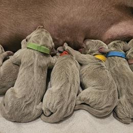 Orange Collar - Silver gray male Weimaraner puppy in Indiana from So-IN Weimaraner's
