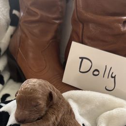 Goldendoodle Puppies from Betsy-Doodles