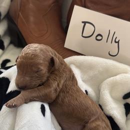 Goldendoodle Puppies from Betsy-Doodles