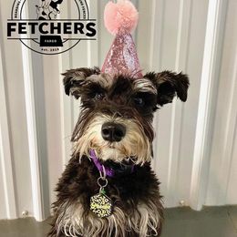 Miniature Schnauzer Puppies from A'Lord Miniature Schnauzer