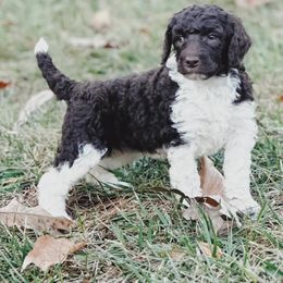 Aggie - Parti female Poodle puppy in Mars Hill, North Carolina from Hunter Farm
