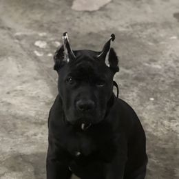 Cane Corso from C&M Cane Corso