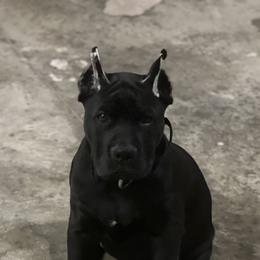 Cane Corso from C&M Cane Corso